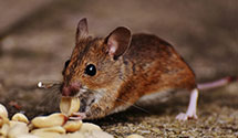 24 Hour & Emergency Exterminators in Costa Mesa, CA